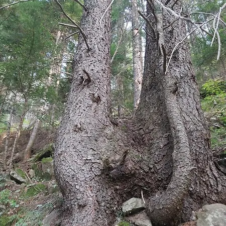 Snow Magic Grand Monastery *