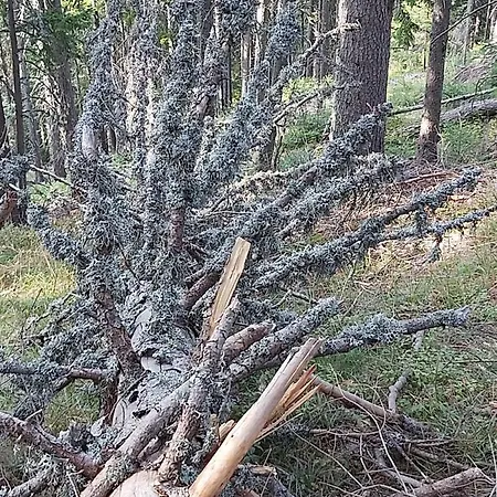 Snow Magic Grand Monastery * Пампорово