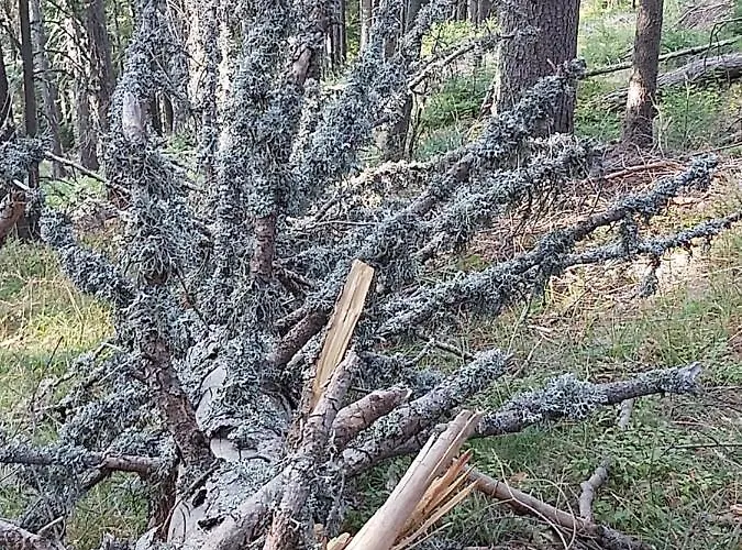 Snow Magic Grand Monastery * パンポロボ